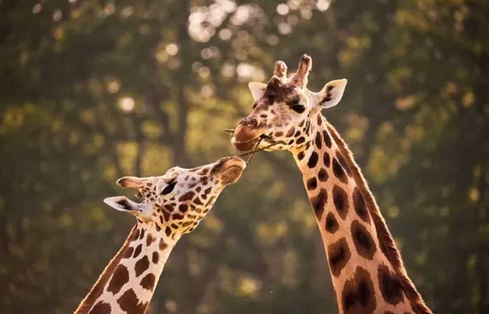 5 ameaças que podem levar girafas à extinção