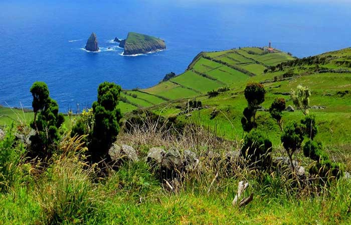 Voluntários salvam mais de 800 aves nas ilhas da Madeira, Açores e Canárias