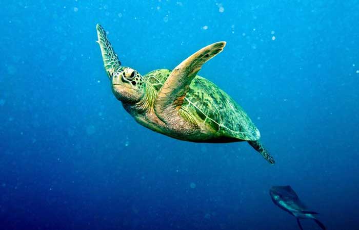 Poluentes estão fazendo nascer fêmeas demais das ameaçadas tartarugas-verdes