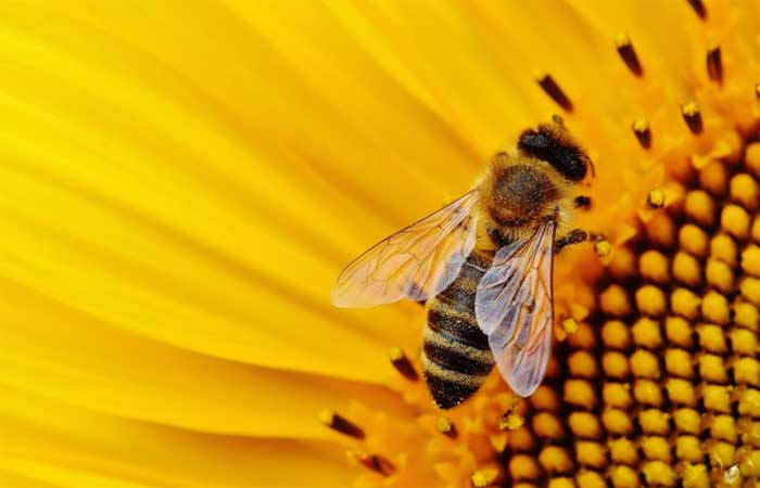 Aumento do calor também pode ocasionar ataques de abelhas