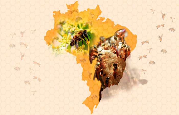 Ferramenta para analisar mel garante qualidade e autenticidade ao produto brasileiro