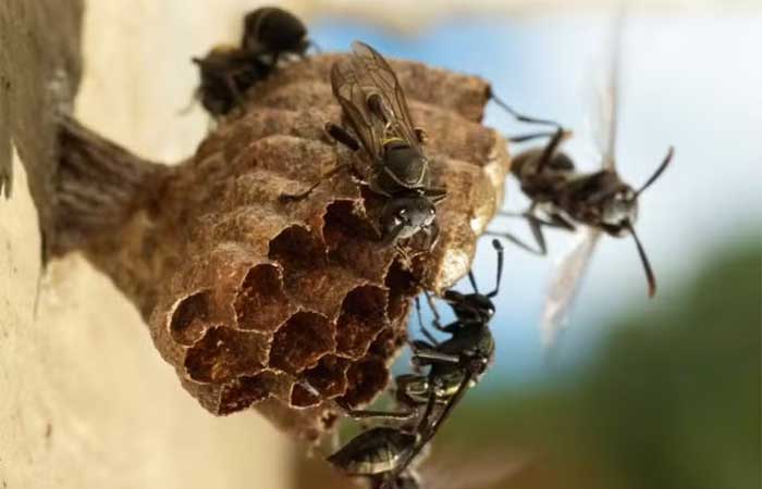 Apesar de seguro para mamíferos, biopesticida pode exterminar colônias de vespas benéficas para plantas