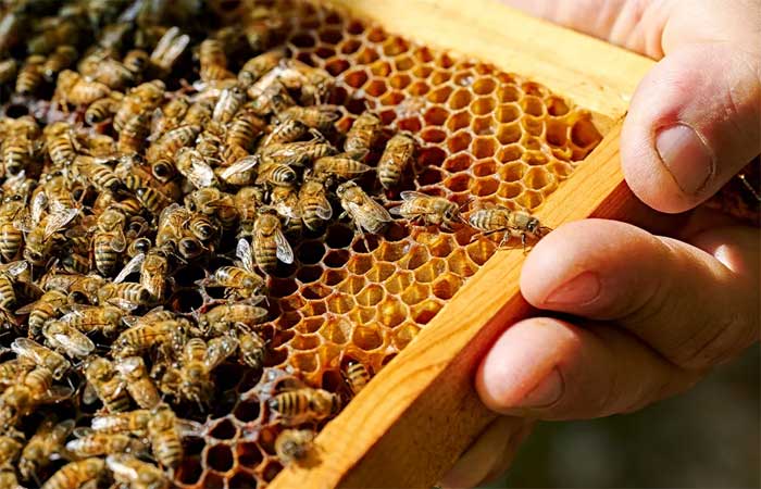 Estudo indica que abelhas podem sofrer em colmeias criadas pelo homem