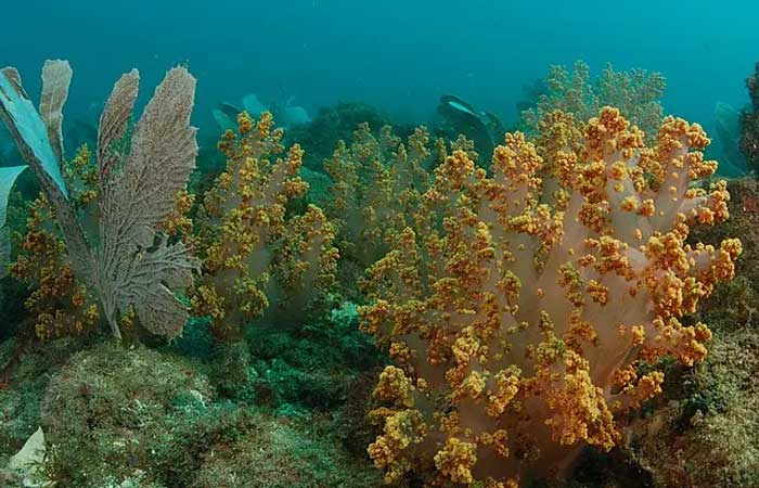 Alguns corais podem sobreviver ao aquecimento global usando sua “memória” de ondas de calor do passado