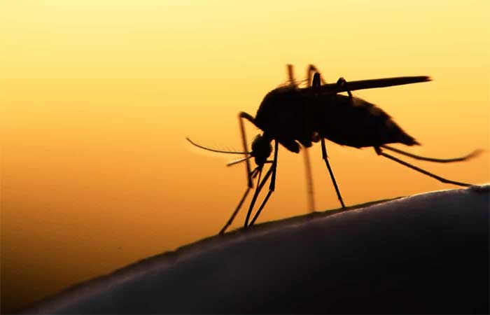 Mosquitos machos podem ter se alimentado de sangue no passado