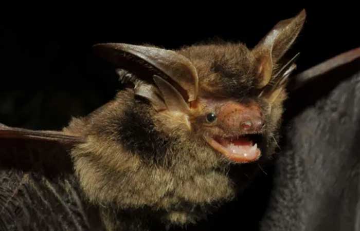 Morcego ‘brasileiro’ é reencontrado depois de ficar mais de um século desaparecido