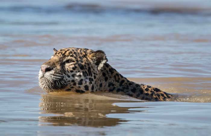 Qual o clima predominante do Cerrado? Saiba mais sobre o bioma considerado “a caixa d’água” do Brasil