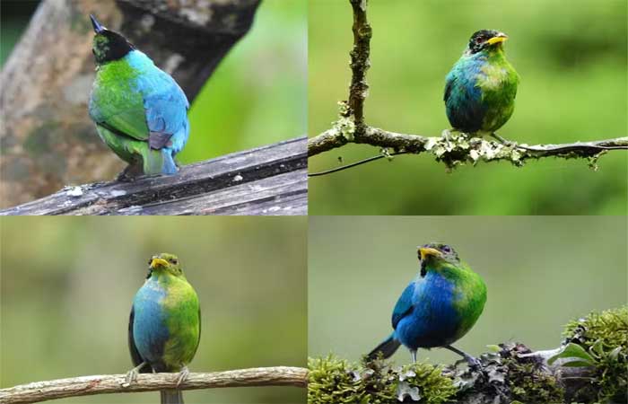 Raríssimo, pássaro meio macho, meio fêmea é visto em reserva na Colômbia