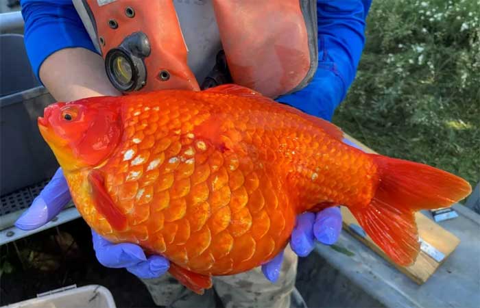 Peixes dourados gigantes ameaçam ecossistemas marinhos nos EUA e Canadá