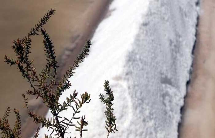 Salina no Algarve vai ser maternidade de ervas marinhas para combater gases nocivos