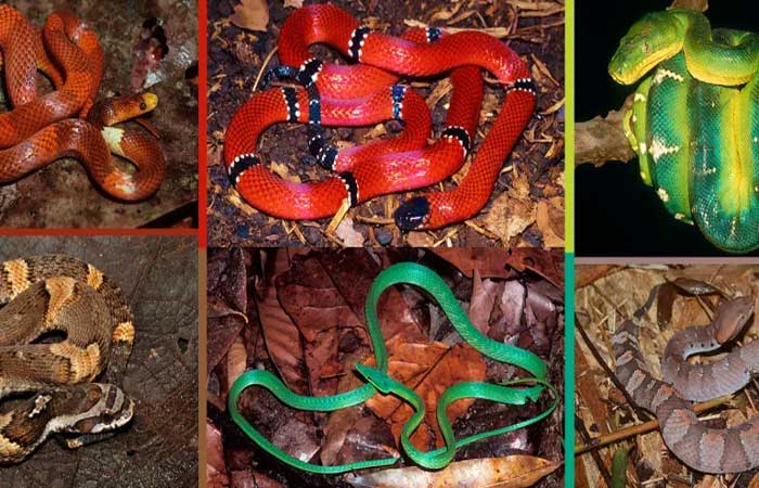 Serpentes da Amazônia: guia ilustrado encanta de alunos em alfabetização até pesquisadores