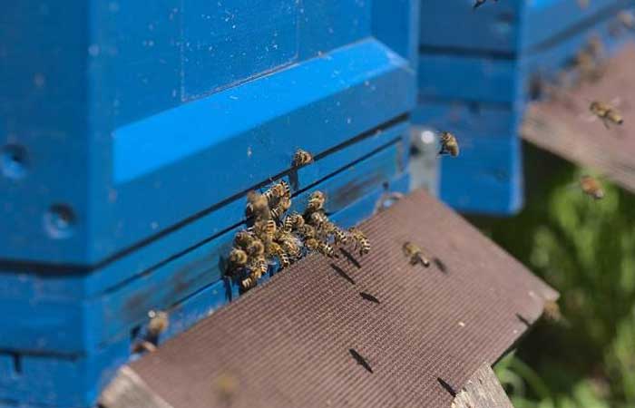 Novo soro para tratamento de ataques de abelhas africanizadas tem patente reconhecida junto ao INPI