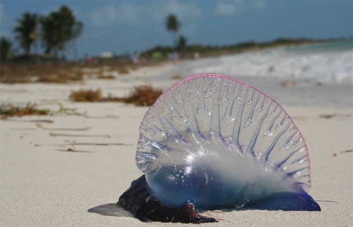 4 animais perigosos encontrados em praias brasileiras