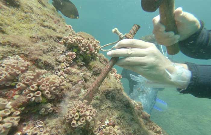 Remoção de coral invasor deve ser evitada em períodos de alta liberação de larvas