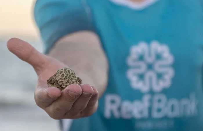 Cientistas brasileiros geram primeiro coral de proveta do País