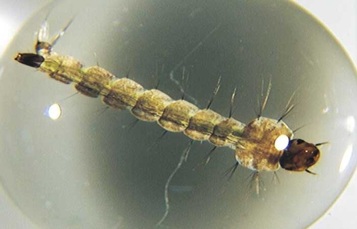 Os 3 dados sobre o Aedes aegypti, o mosquito da dengue, que mostram sua capacidade de resistência