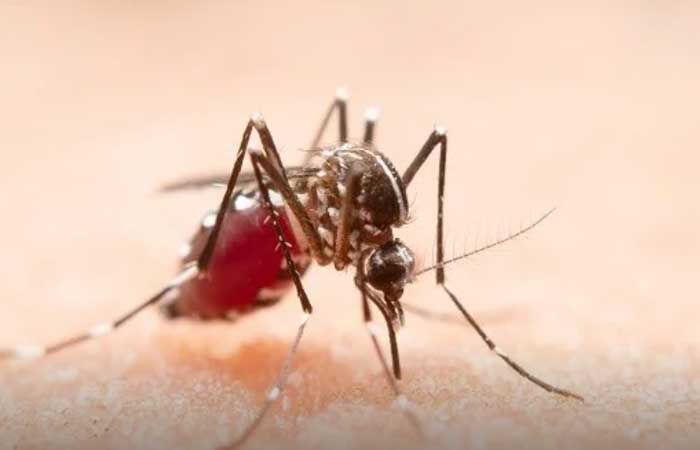 Aedes aegypti: Brasil atinge mais de 1,6 milhão de casos de dengue em 2023