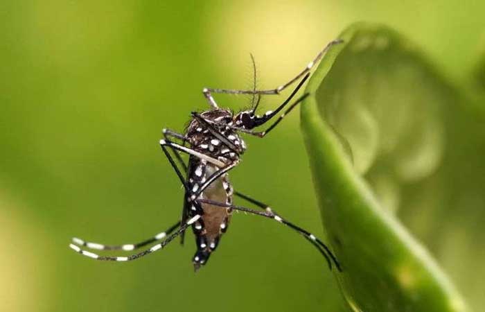 Chikungunya e zika diminuem no país, mas crescem em áreas de risco