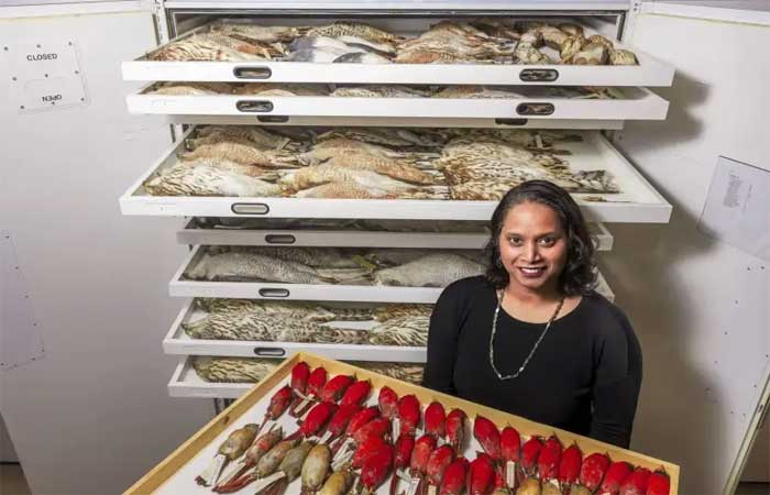 De atropelamento a pesquisa: coleta de animais selvagens mortos pode ajudar a ciência