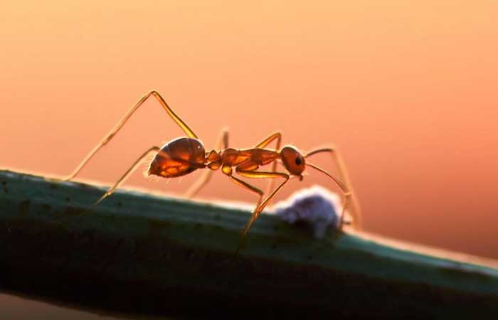 Características do rosto ajudam a formiga a sobreviver