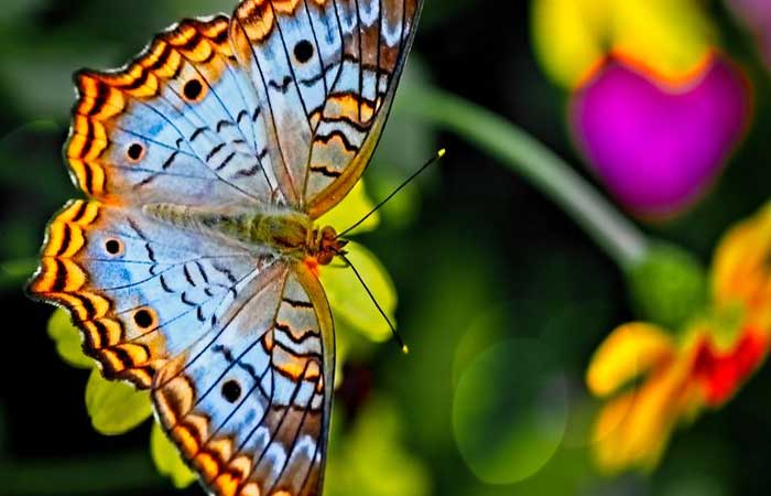Qual é a diferença entre borboleta e mariposa?