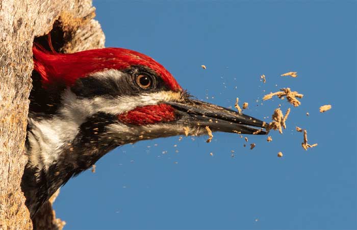 De impressão de DNA a edifícios que ‘atacam’ aves: 15 fatores que devem impactar a biodiversidade em 2024