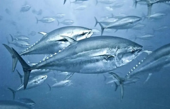 Por que alto nível de mercúrio nos atuns persiste há décadas e intriga cientistas