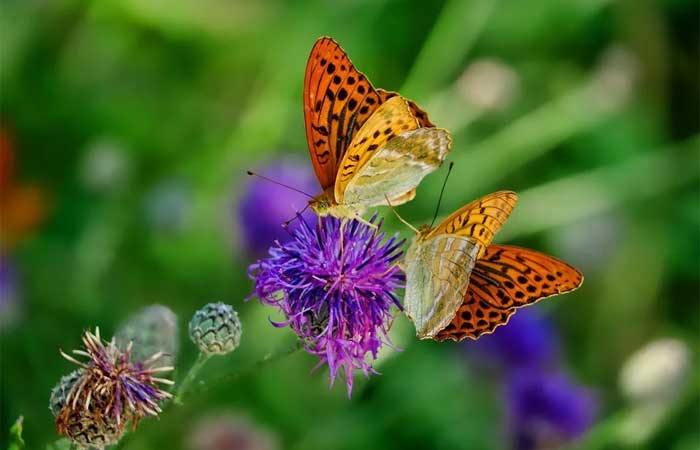 Estudo revela que genes de borboletas permaneceram praticamente inalterados em 250 milhões de anos