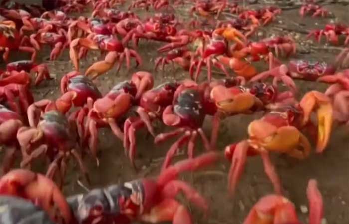 Falta de chuva faz milhares de caranguejos-vermelhos ficarem presos em ilha australiana