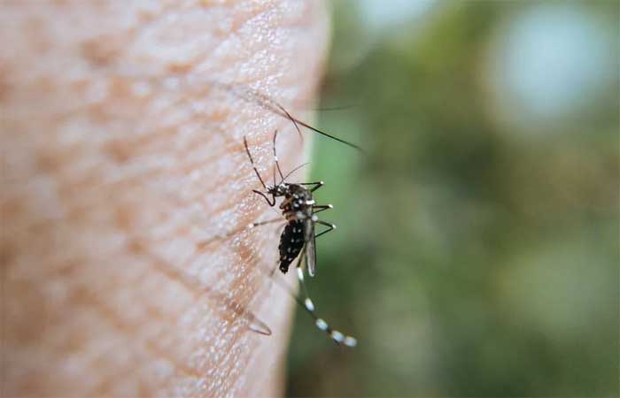 Cientistas criam inseticida biodegradável contra mosquito da dengue