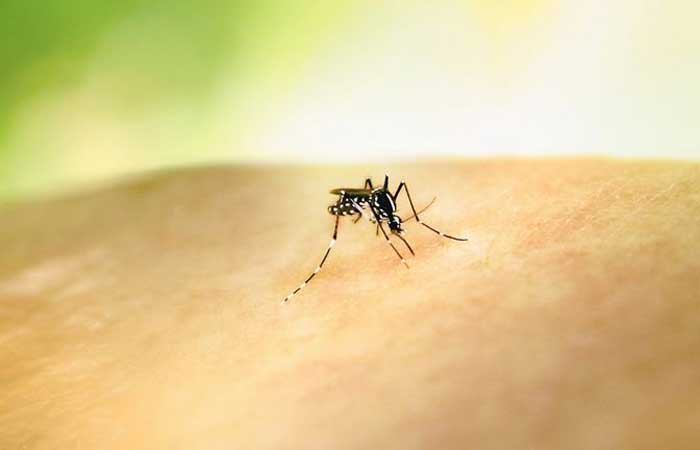 Dengue pode levar a hepatite e insuficiência renal
