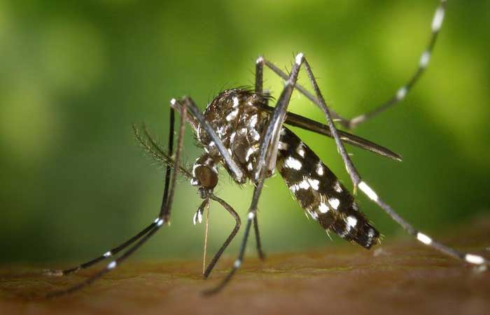 Conheça 3 plantas com capacidade de repelir o mosquito da dengue