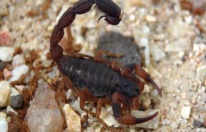 Picada de escorpião: como tratar e o que fazer para evitar o animal em casa