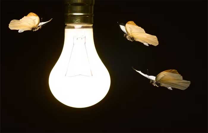 Cientistas têm nova teoria sobre motivo que leva os insetos a voarem ao redor de lâmpadas