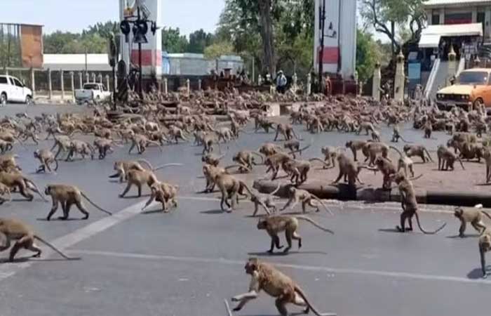 Cidade é tomada por ‘exército’ de 3.500 macacos, lojas e empresas fecham e população bate em retirada