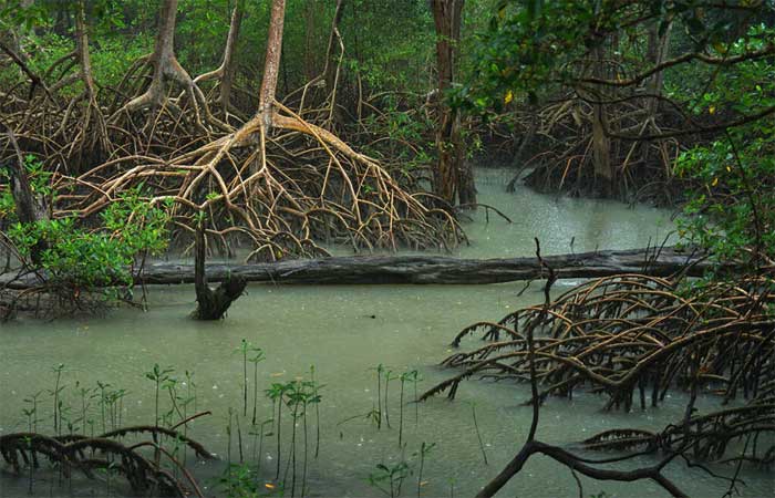 Estudo mensura serviços ambientais dos manguezais brasileiros