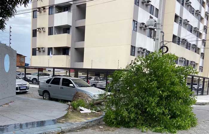 Ventania em João Pessoa derrubou pelo menos 82 árvores, sendo 41 de grande porte