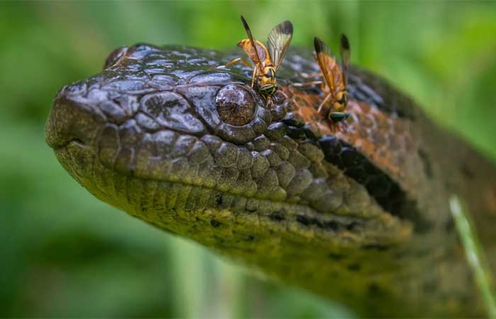 Nova cobra gigante: descubra tudo sobre a espécie de sucuri-verde encontrada na Amazônia