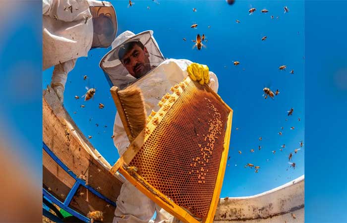 Quando o assunto é extinção das abelhas, o perigo mora ao lado