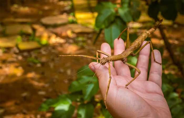 Exposição científica em São Paulo explora importância dos insetos