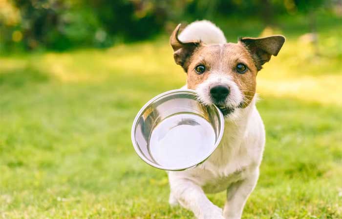 Comida para pets: qual a quantidade ideal para cães e gatos?