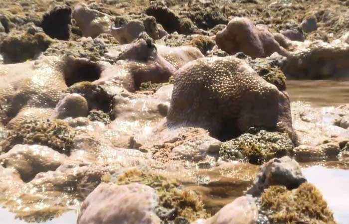 Aquecimento da água dos oceanos provoca branqueamento dos corais em diversas partes do mundo