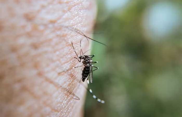 Tinta com ação inseticida se mostra eficaz contra “Aedes” em Cabo Verde