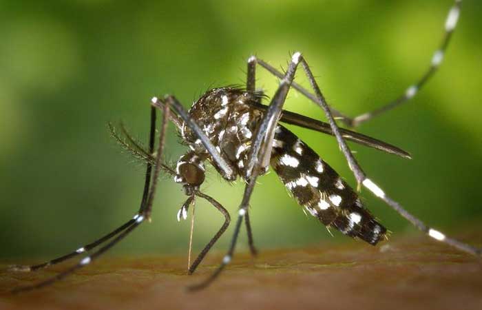 Chikungunya infecta vários órgãos antes de levar à morte