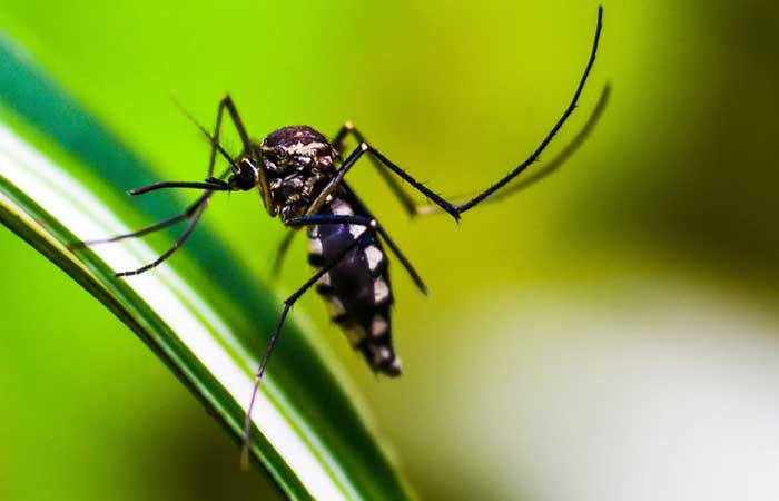 7 táticas nacionais inovadoras no combate à dengue
