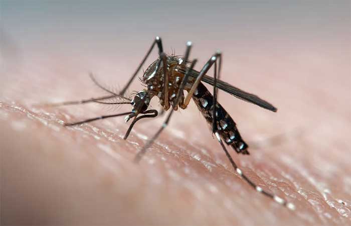 Cientistas brasileiros testam novo antiviral contra a dengue em parceria com Universidade Stanford