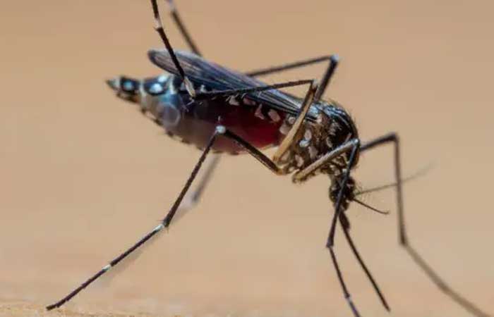 A ‘tempestade perfeita’ que explica explosão de casos de dengue no Brasil