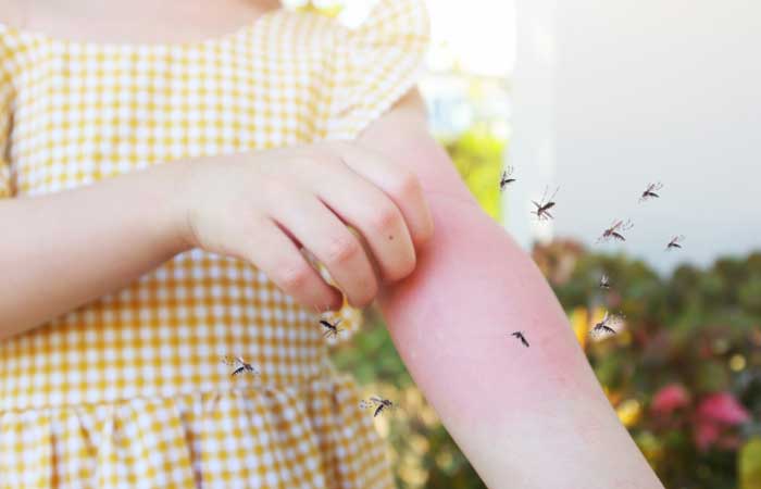 Mudanças climáticas podem piorar o risco de doenças transmitidas por mosquitos
