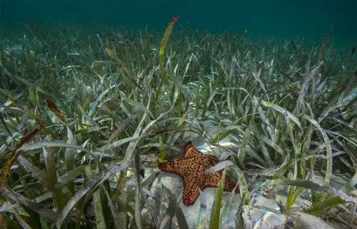 O que são as gramas marinhas e qual sua importância para os oceanos?