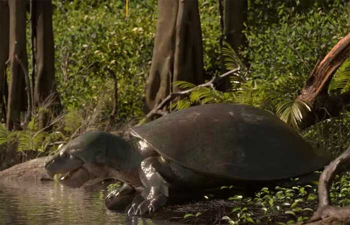 Maturin: conheça a tartaruga gigante da Amazônia de 40 mil anos descoberta por pesquisadores; vídeo